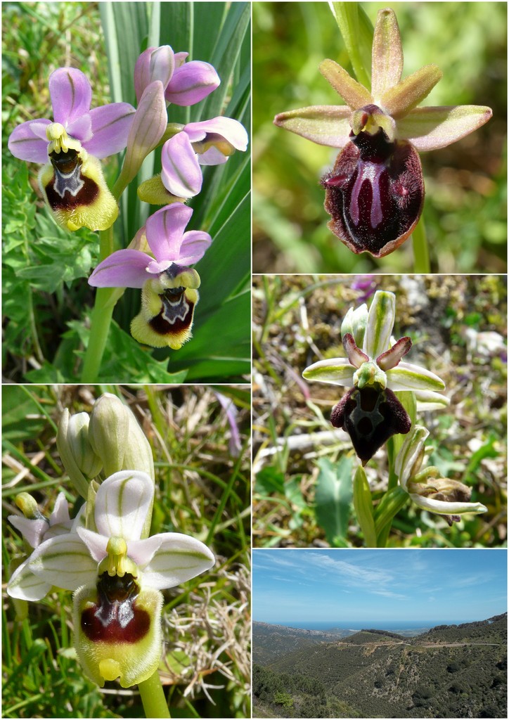 Orchidee in Sardegna, un fine settimana a 78 giri!